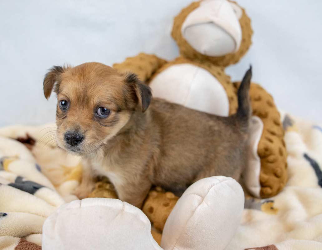 Beatrice, an adopted mixed breed in Kennesaw, GA image 4/6