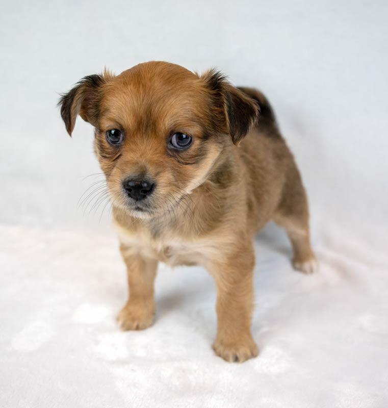 Beatrice, an adopted mixed breed in Kennesaw, GA image 5/6