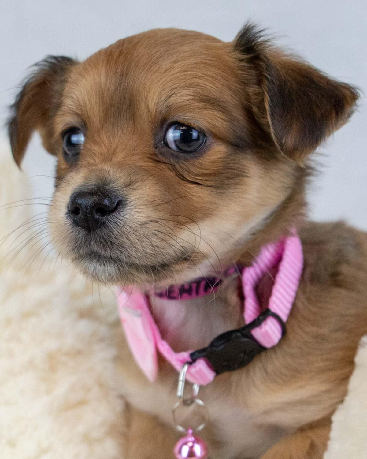 Beatrice, an adopted mixed breed in Kennesaw, GA image 1/6