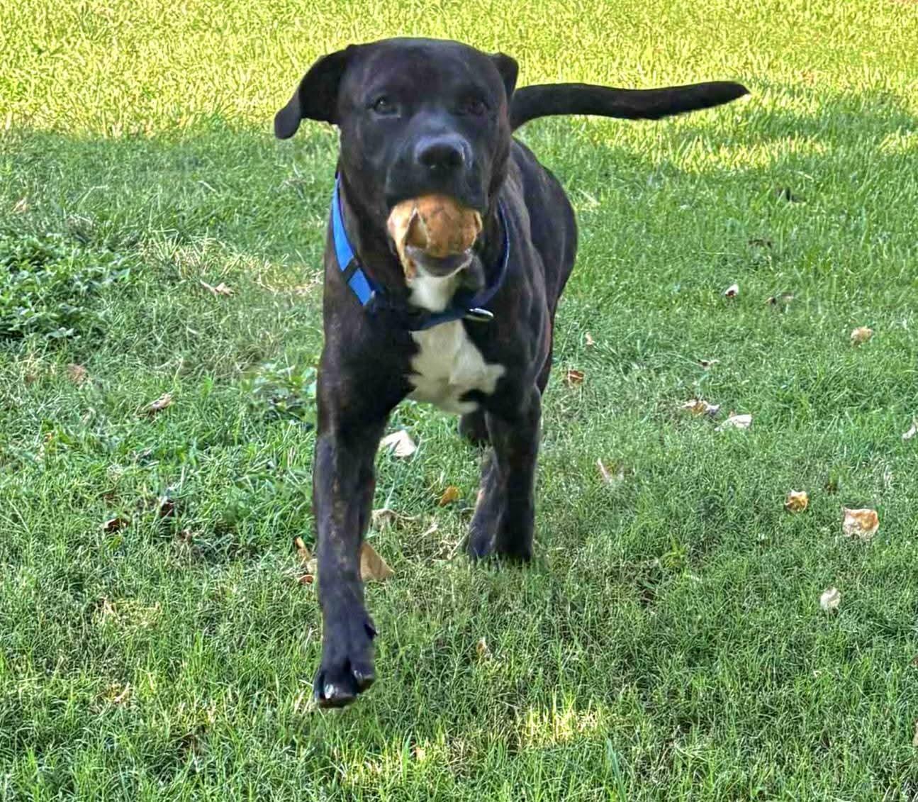 Enlarge Terry, a Adoptable mixed breed in Meridian, ID image 2/4
