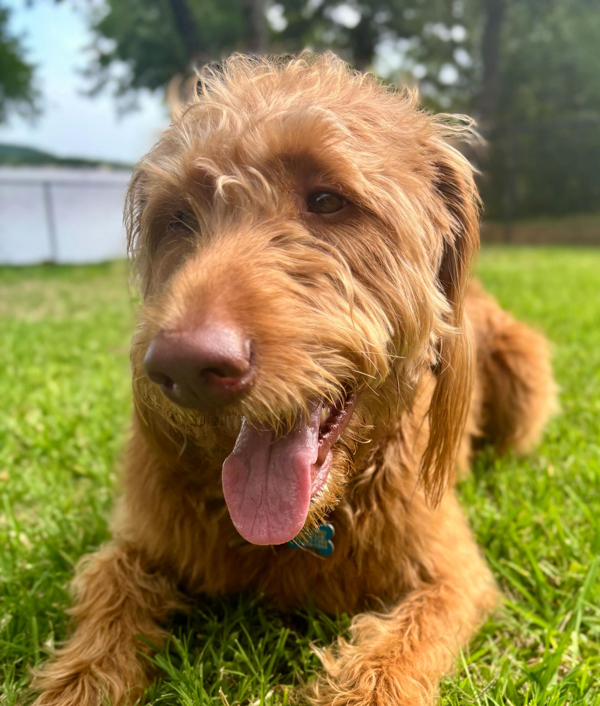 Titus, an adoptable Labradoodle in Garland, TX, 75041 | Photo Image 3
