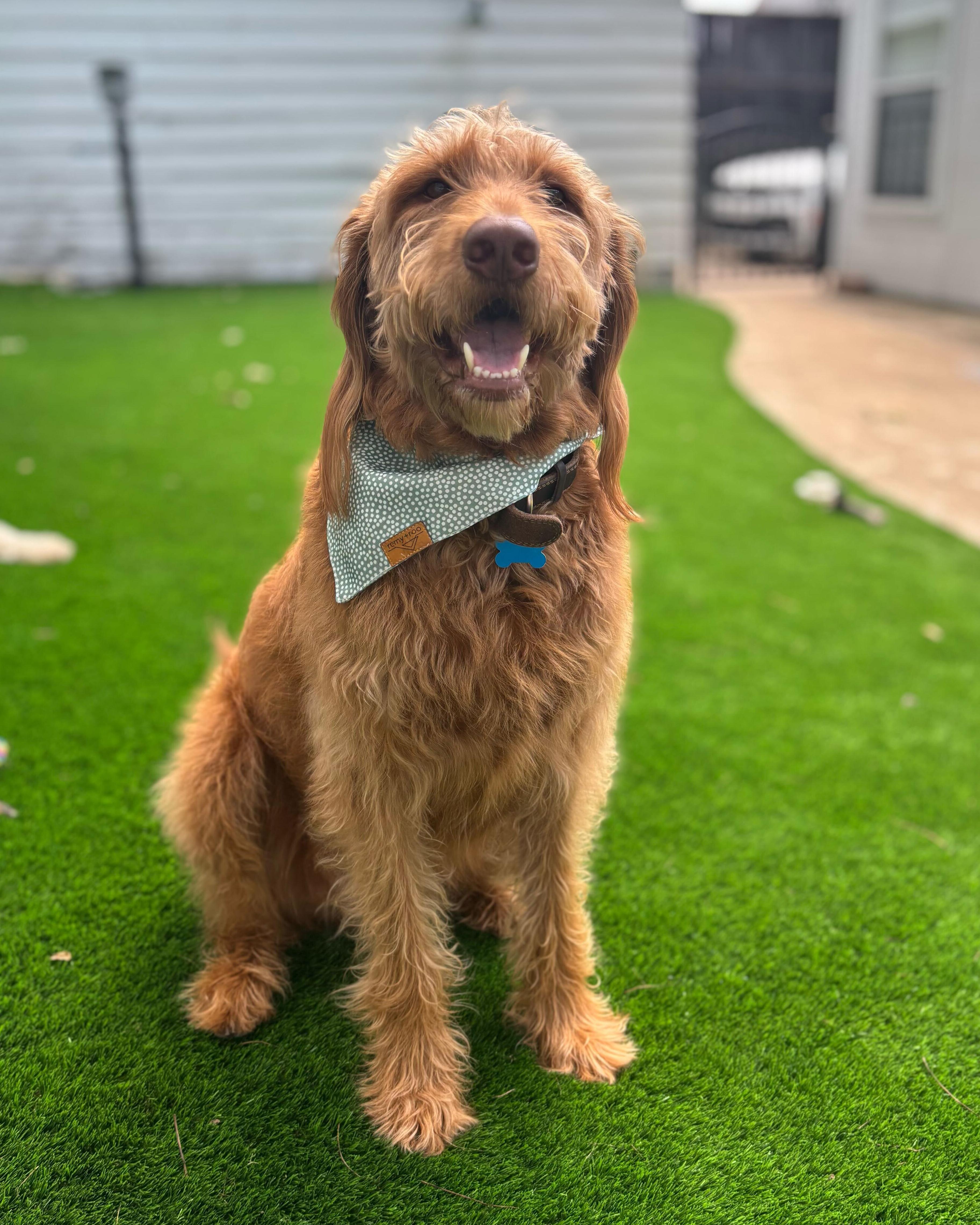 Titus, an adoptable Labradoodle in Garland, TX, 75041 | Photo Image 4