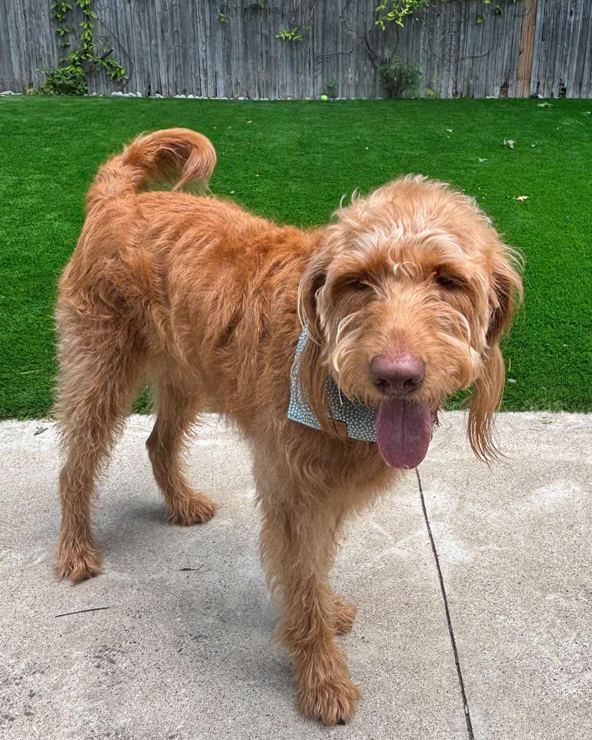Titus, an adoptable Labradoodle in Garland, TX, 75041 | Photo Image 2