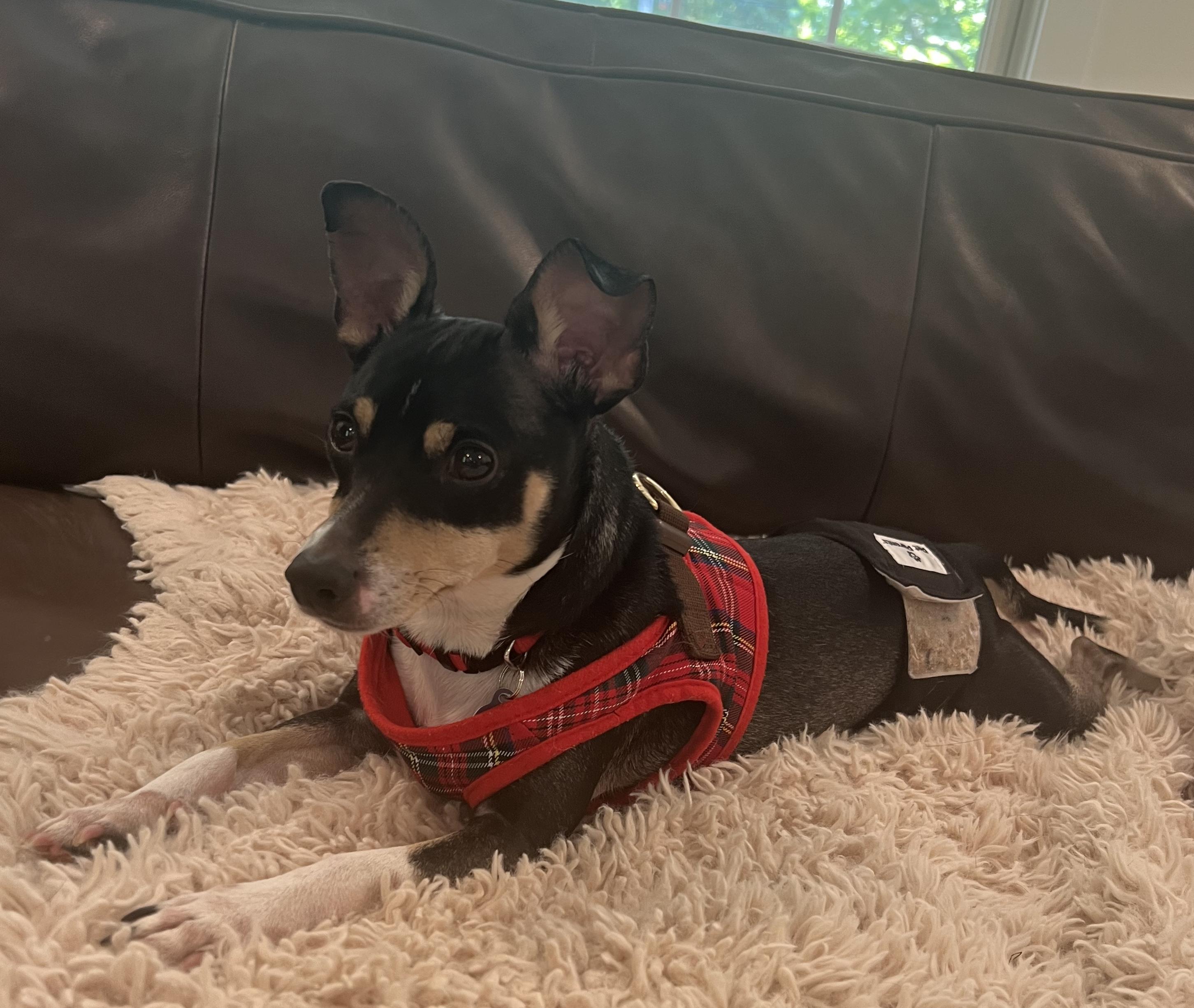 Enlarge EZ, a Adopted mixed breed in Mentor, OH image 2/3