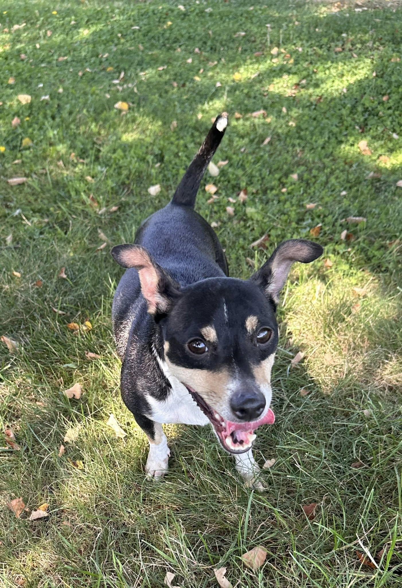 EZ, Adopted, Adult Male Toy Fox Terrier & Chihuahua.