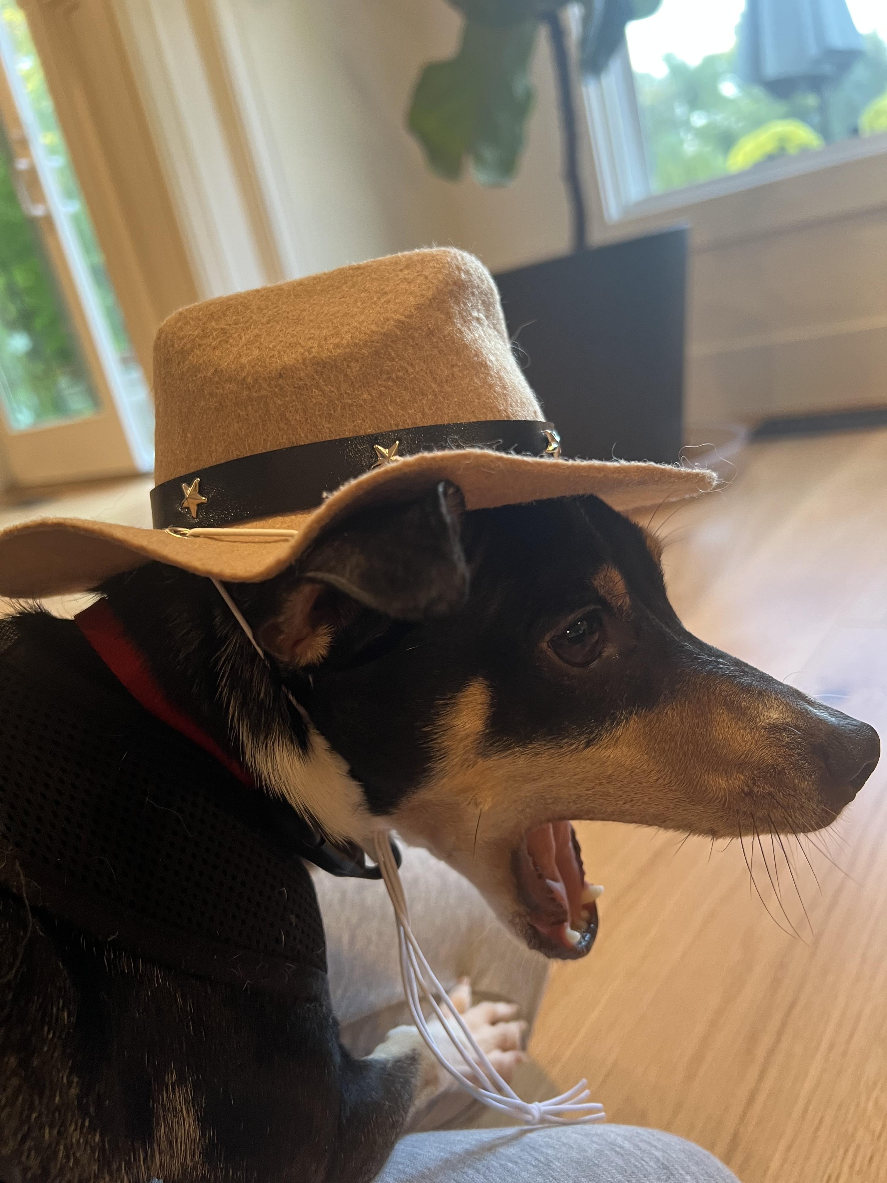 Enlarge EZ, a Adopted mixed breed in Mentor, OH image 3/3