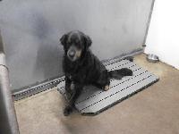 Enlarge Bear, a Adoptable Retriever in Ogdensburg, NY image 1/1