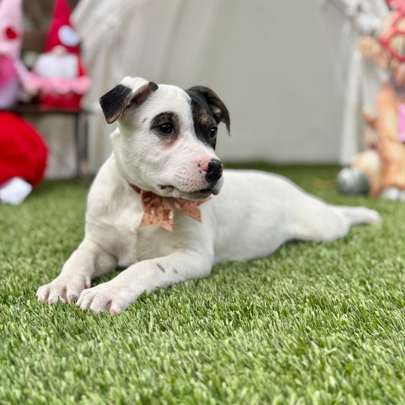 Eddie — thumbnail 2