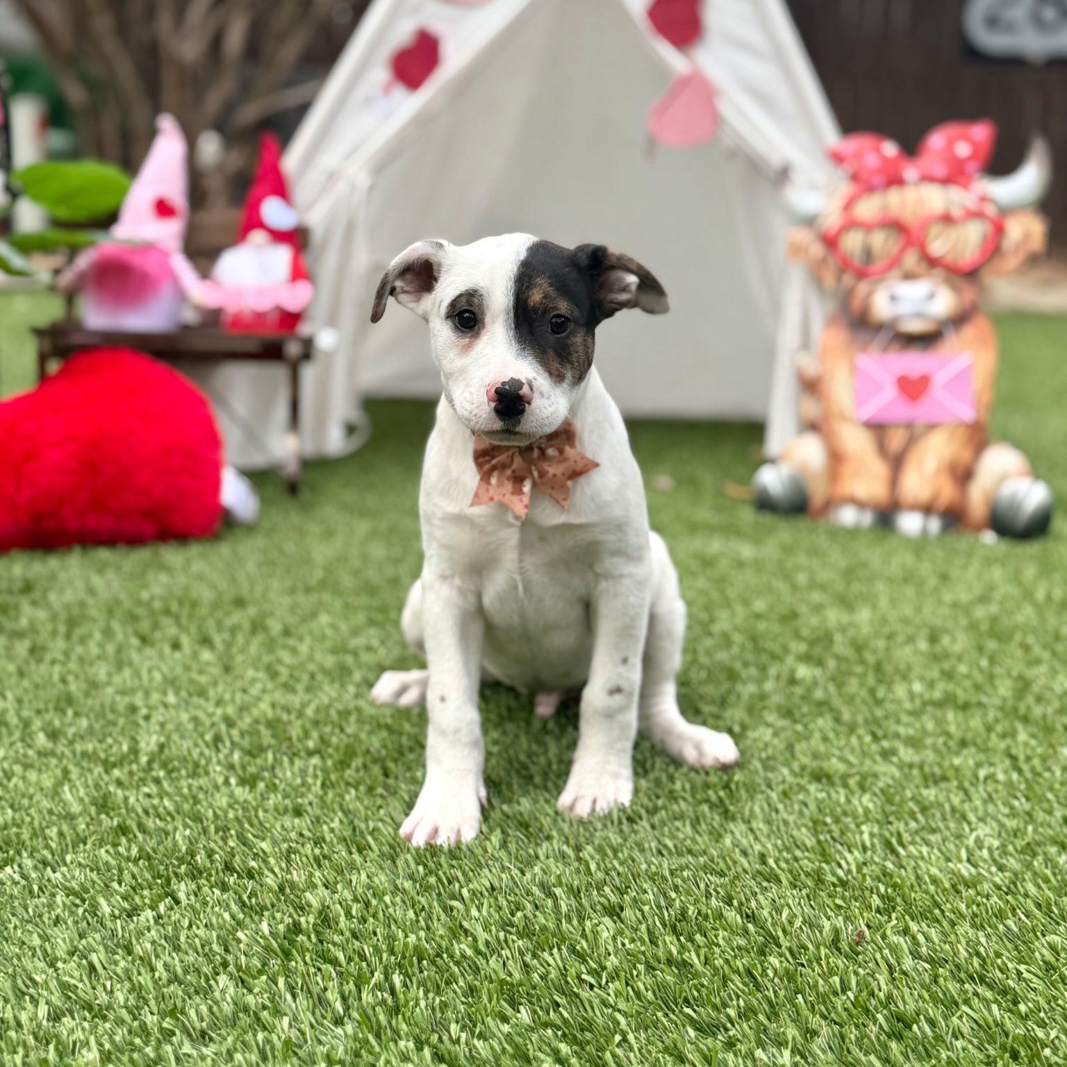 Eddie — thumbnail 3