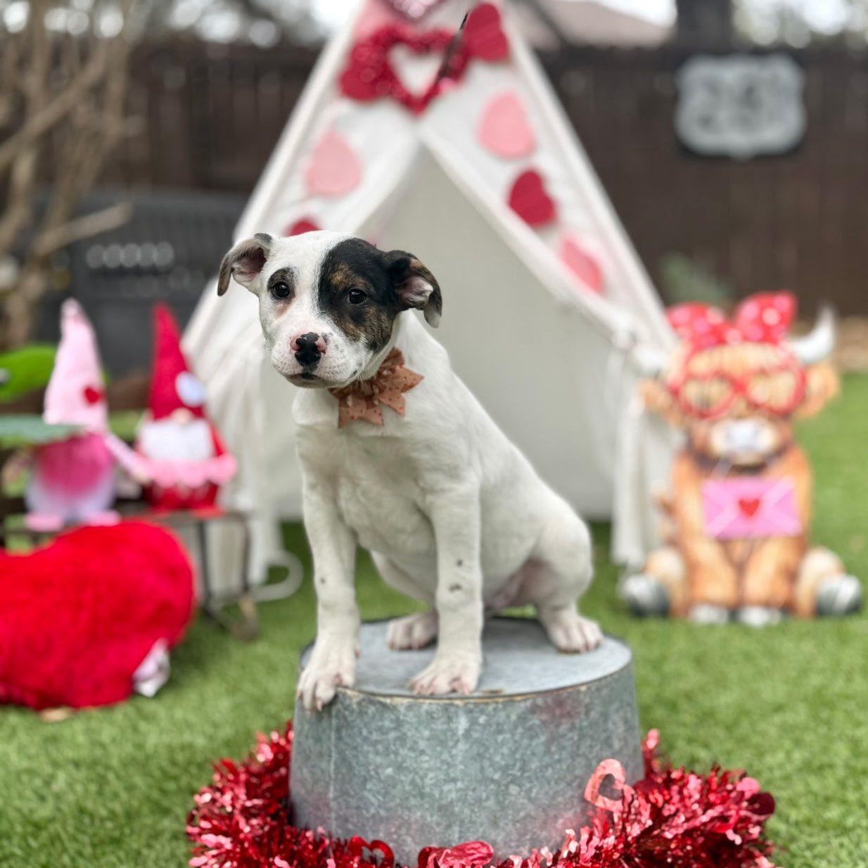 Eddie — thumbnail 4