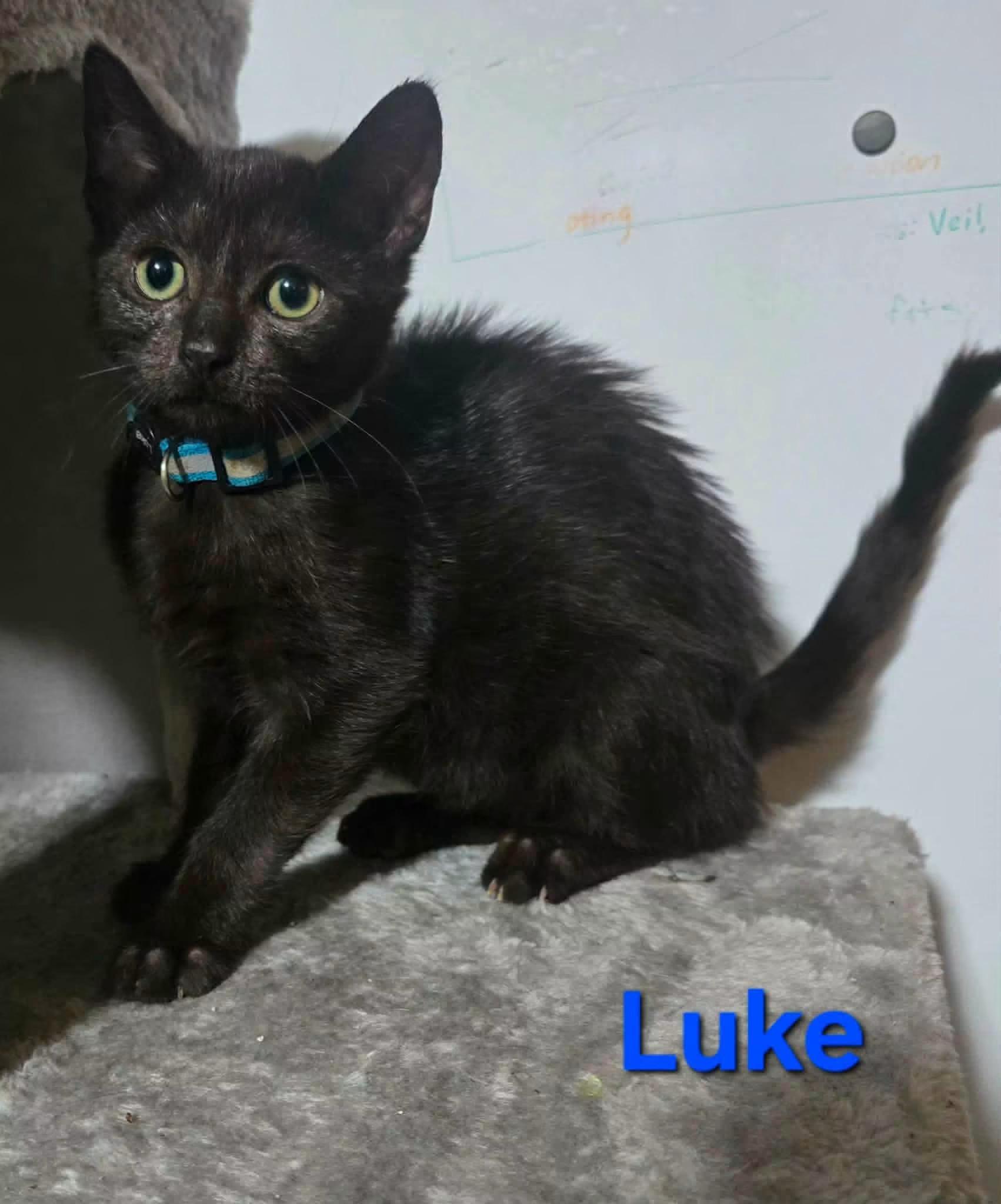 Enlarge Luke, a Adoptable Domestic Short Hair in Highland, NY image 1/1