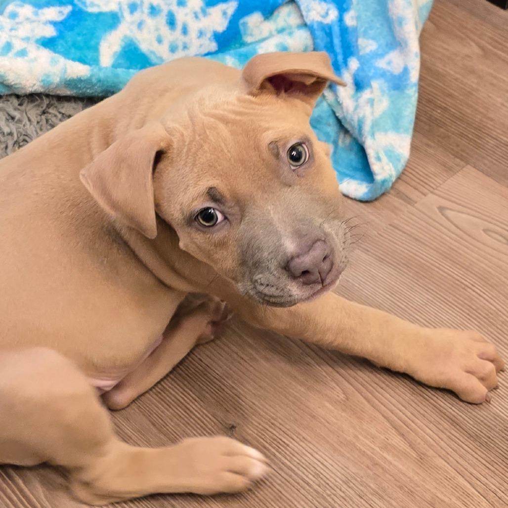 Enlarge Max, a Adoptable mixed breed in St. Peters, MO image 1/5