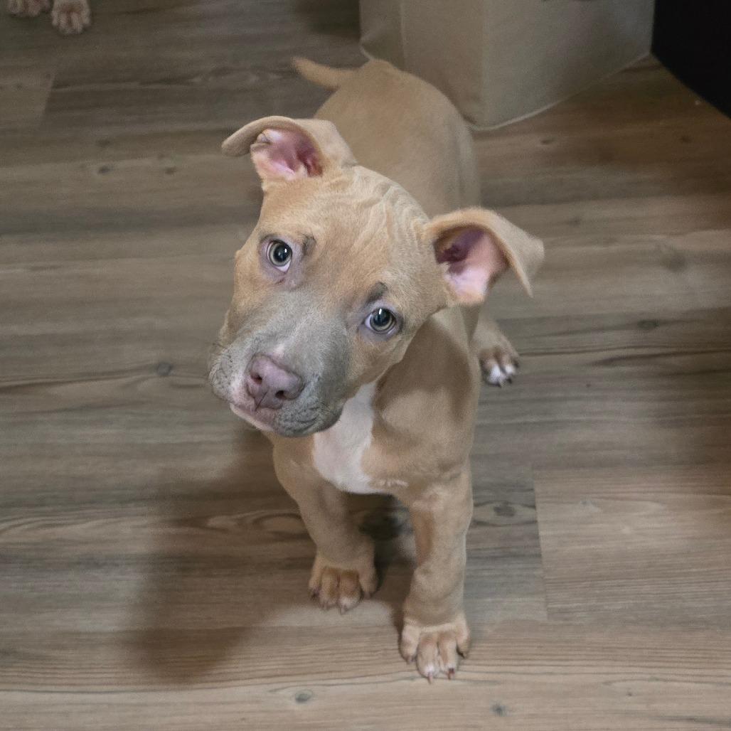 Enlarge Max, a Adoptable mixed breed in St. Peters, MO image 2/5