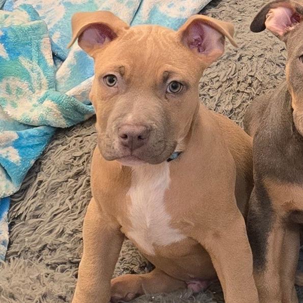 Enlarge Max, a Adoptable mixed breed in St. Peters, MO image 3/5