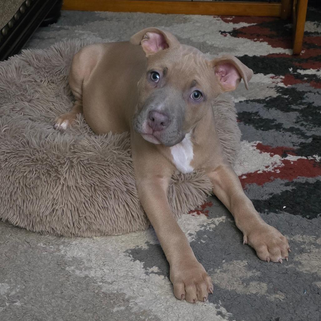 Enlarge Max, a Adoptable mixed breed in St. Peters, MO image 4/5
