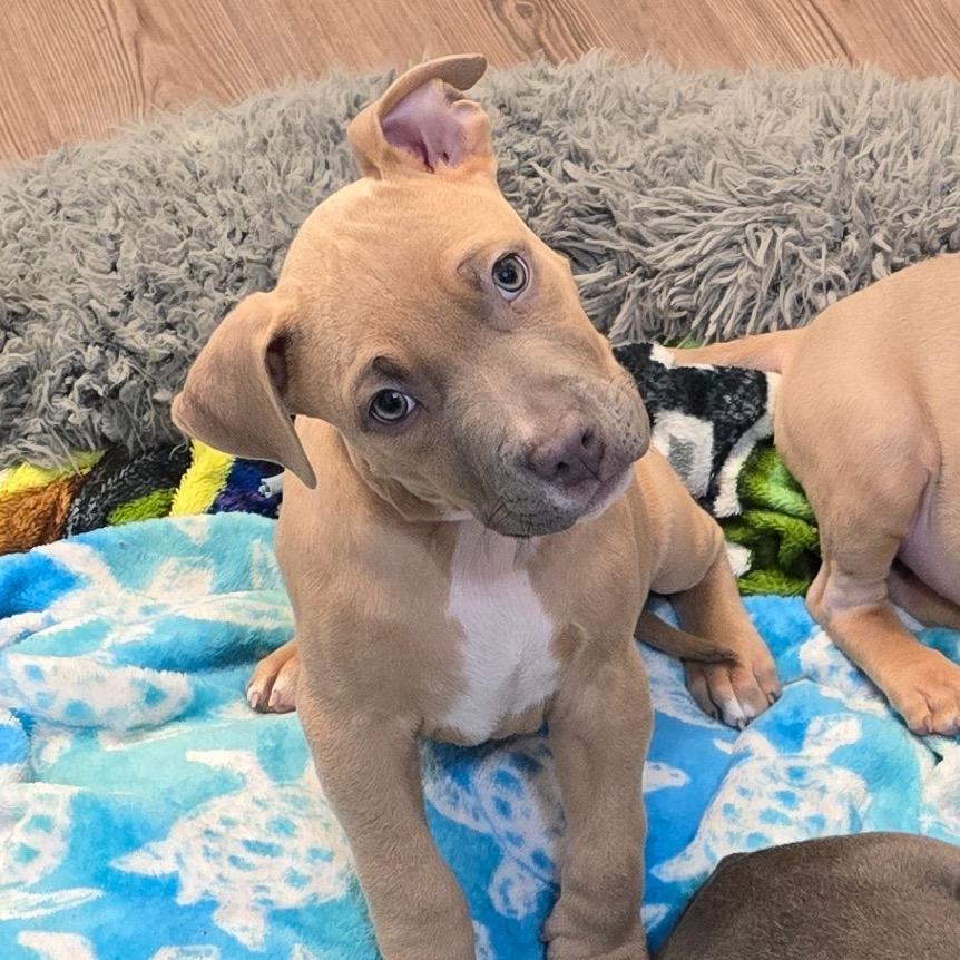 Enlarge Max, a Adoptable mixed breed in St. Peters, MO image 5/5