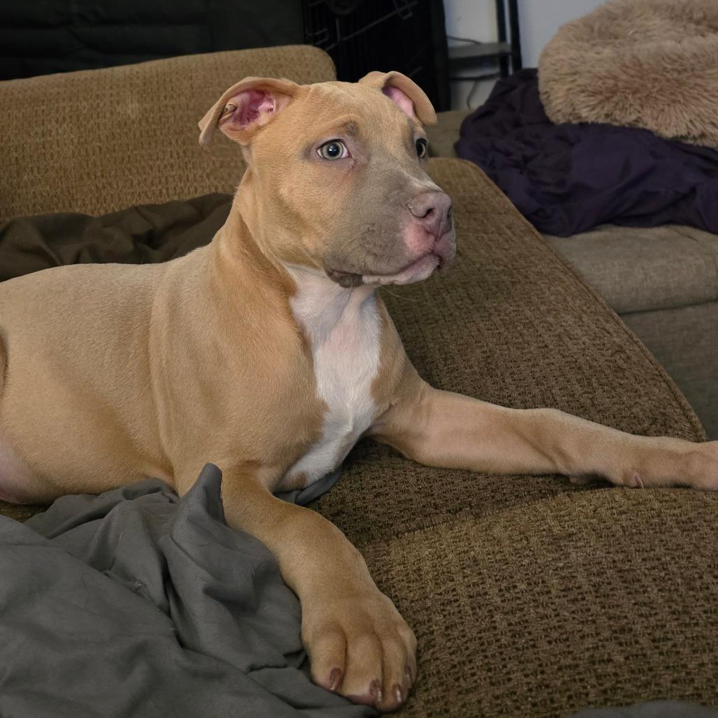 Max, Adoptable, Puppy Male Mixed Breed & Pit Bull Terrier.