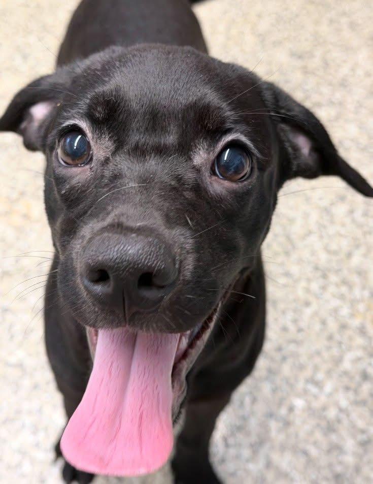 Enlarge Rocko, a Adoptable mixed breed in Berlin, NJ image 1/1