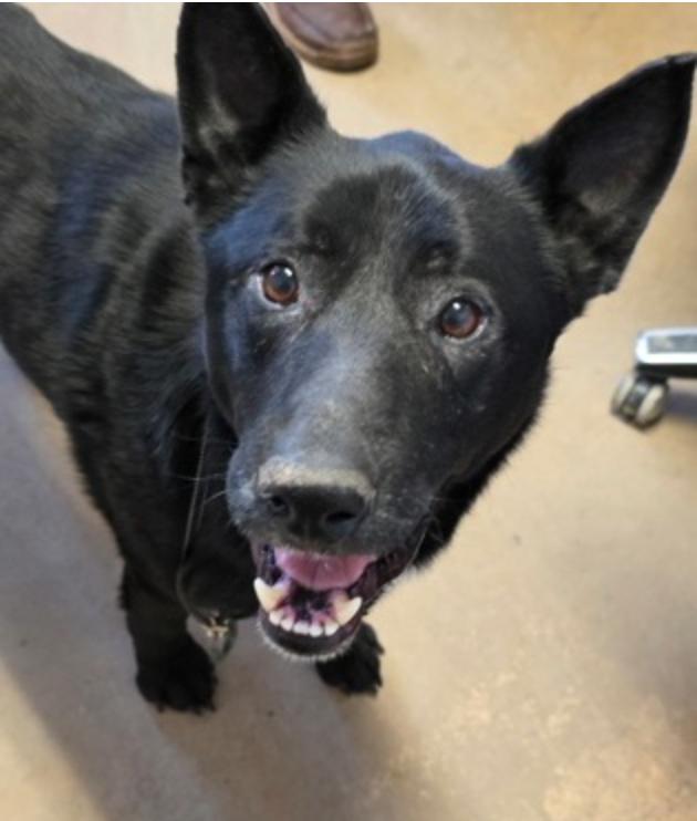 Enlarge Fang, a ADOPTABLE mixed breed in Marshall, NC image 1/1
