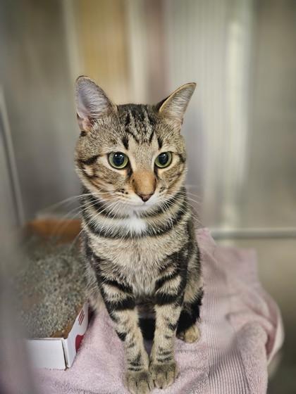 Lord Thor thumbnail 3