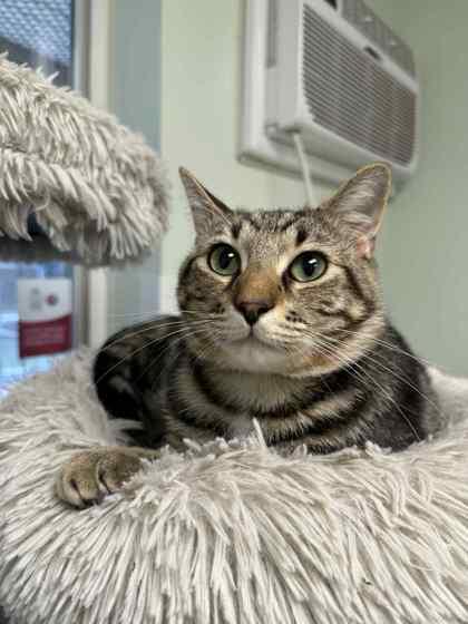 Lord Thor thumbnail 4