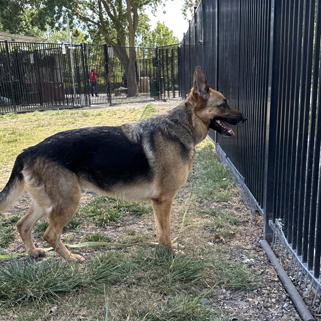 Bronwyn - ECAS, Adoptable, Adult Female German Shepherd Dog & Mixed Breed.