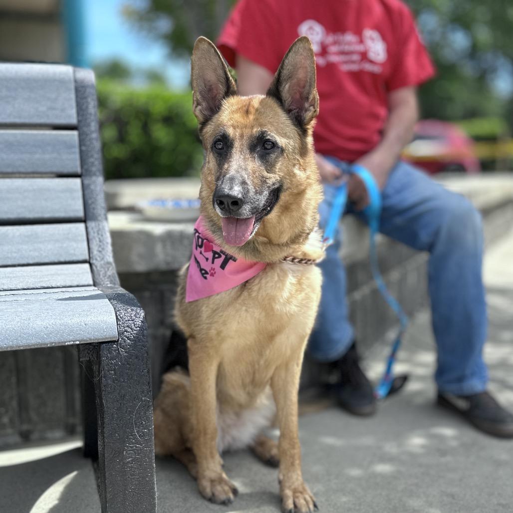 Enlarge Bronwyn - ECAS, a Adoptable mixed breed in Pleasanton, CA image 2/6