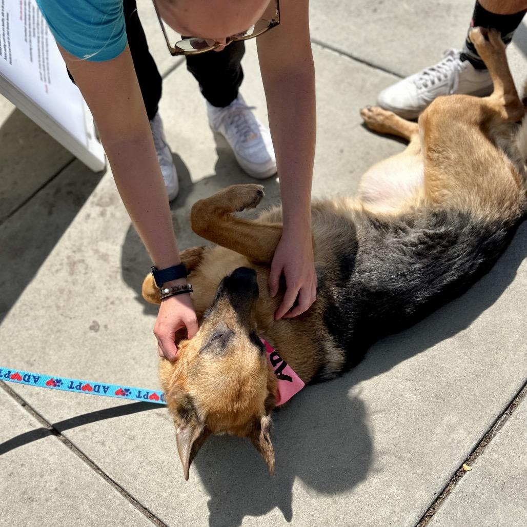 Enlarge Bronwyn - ECAS, a Adoptable mixed breed in Pleasanton, CA image 4/6