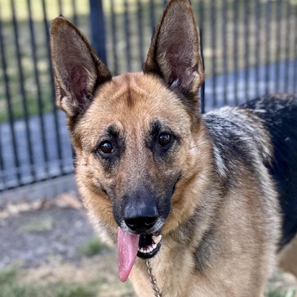 Enlarge Bronwyn - ECAS, a Adoptable mixed breed in Pleasanton, CA image 5/6
