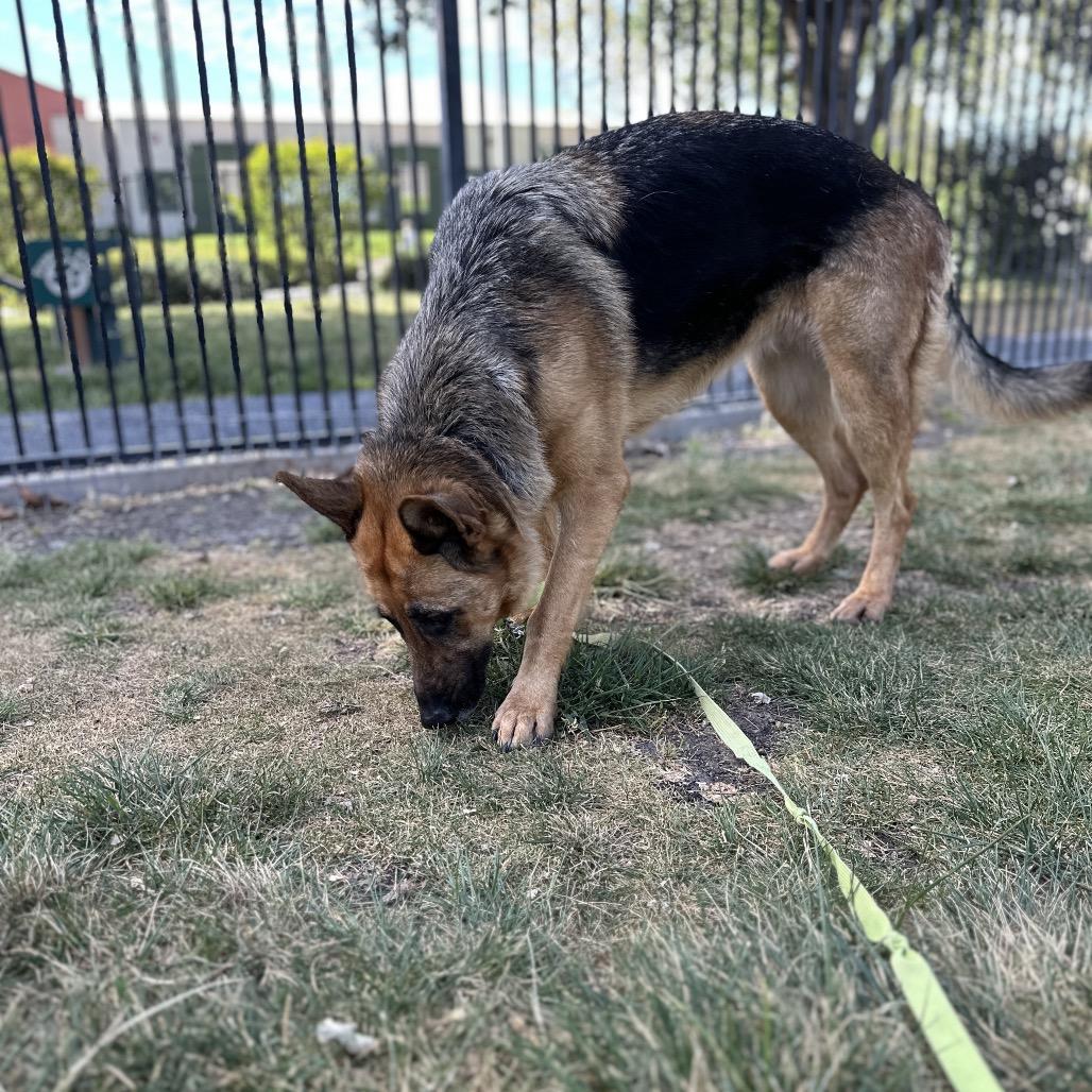 Enlarge Bronwyn - ECAS, a Adoptable mixed breed in Pleasanton, CA image 6/6