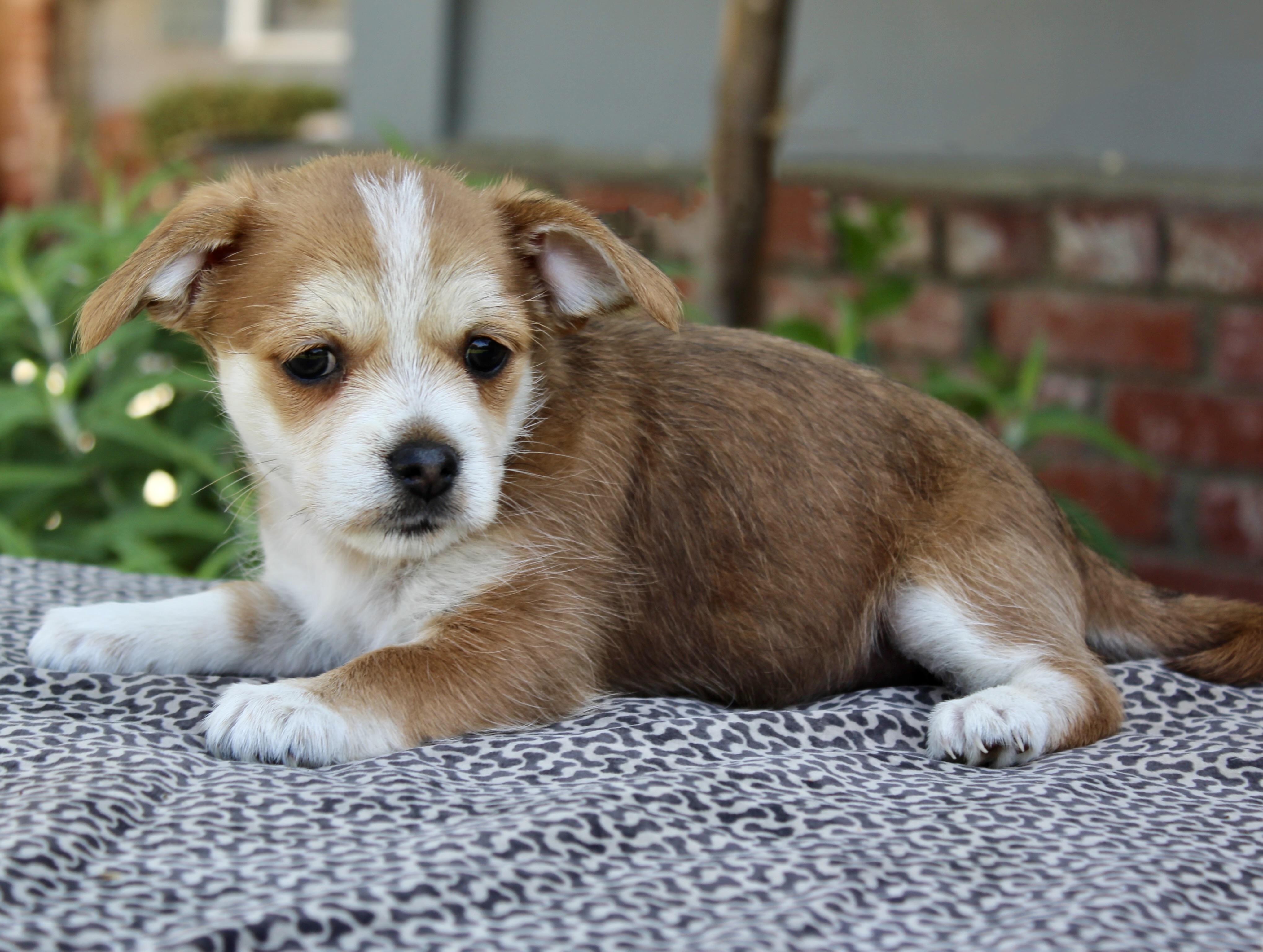 Enlarge Junebug, a Adoptable Terrier in Van Nuys, CA image 2/3