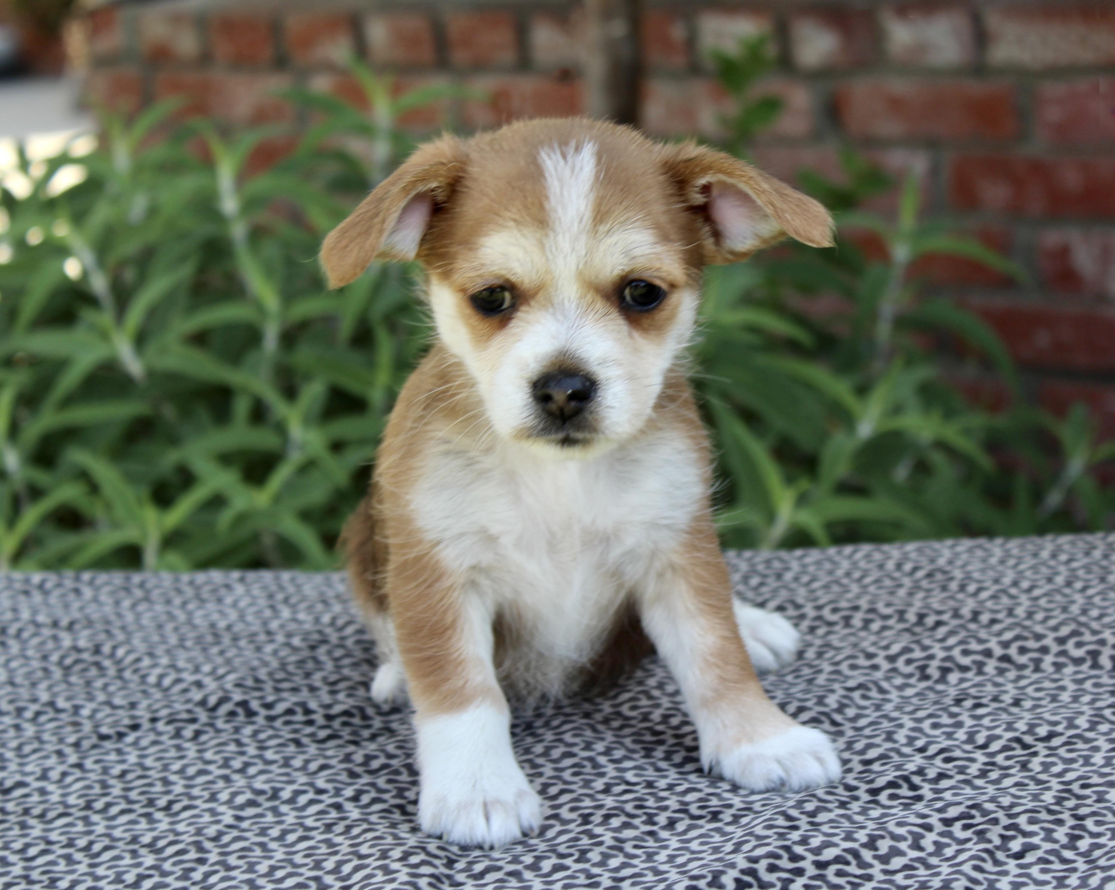 Junebug, Adoptable, Puppy Female Terrier.