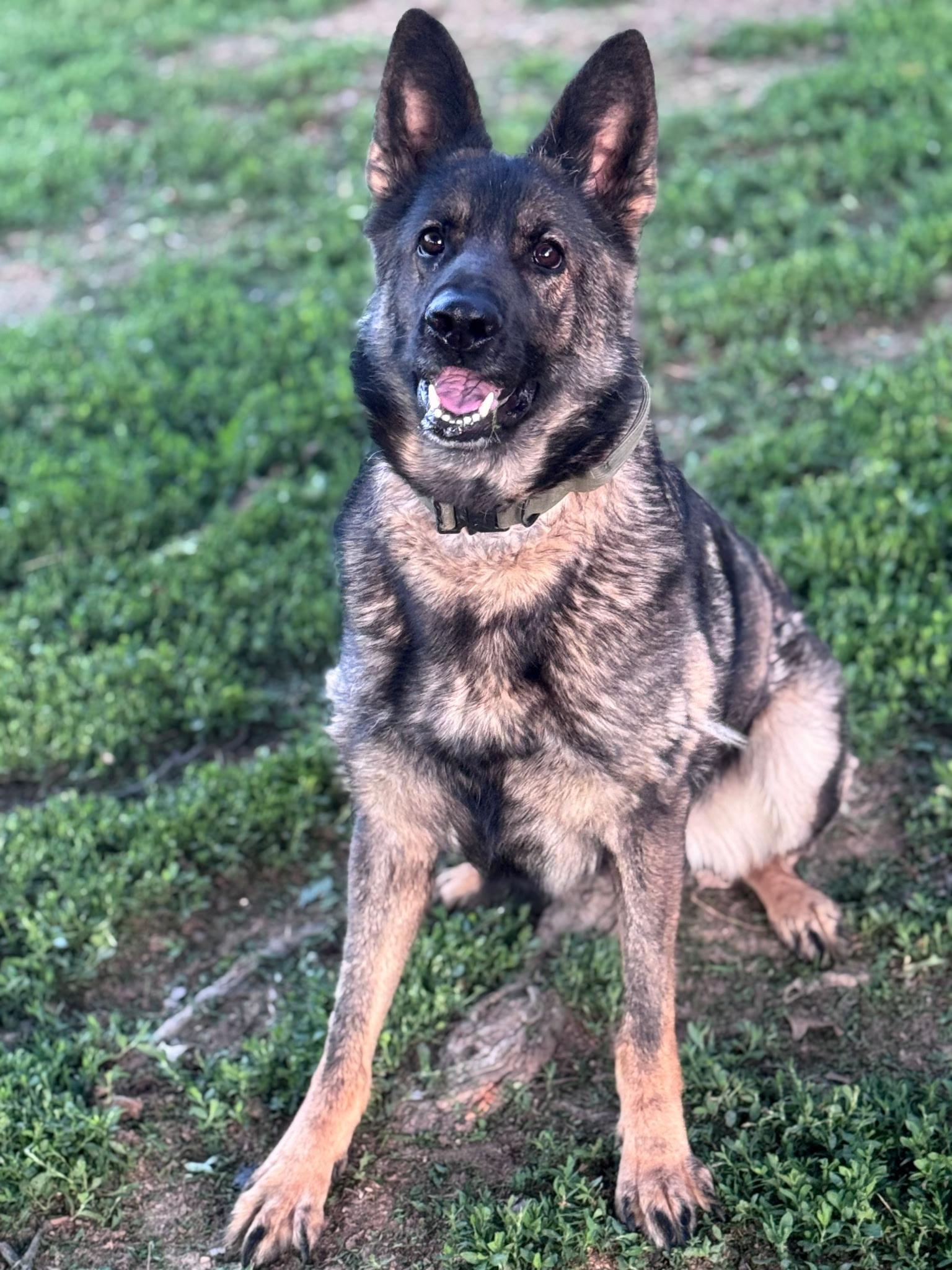 Freya, a Adoptable German Shepherd Dog in Chesterfield, MO image 2/4