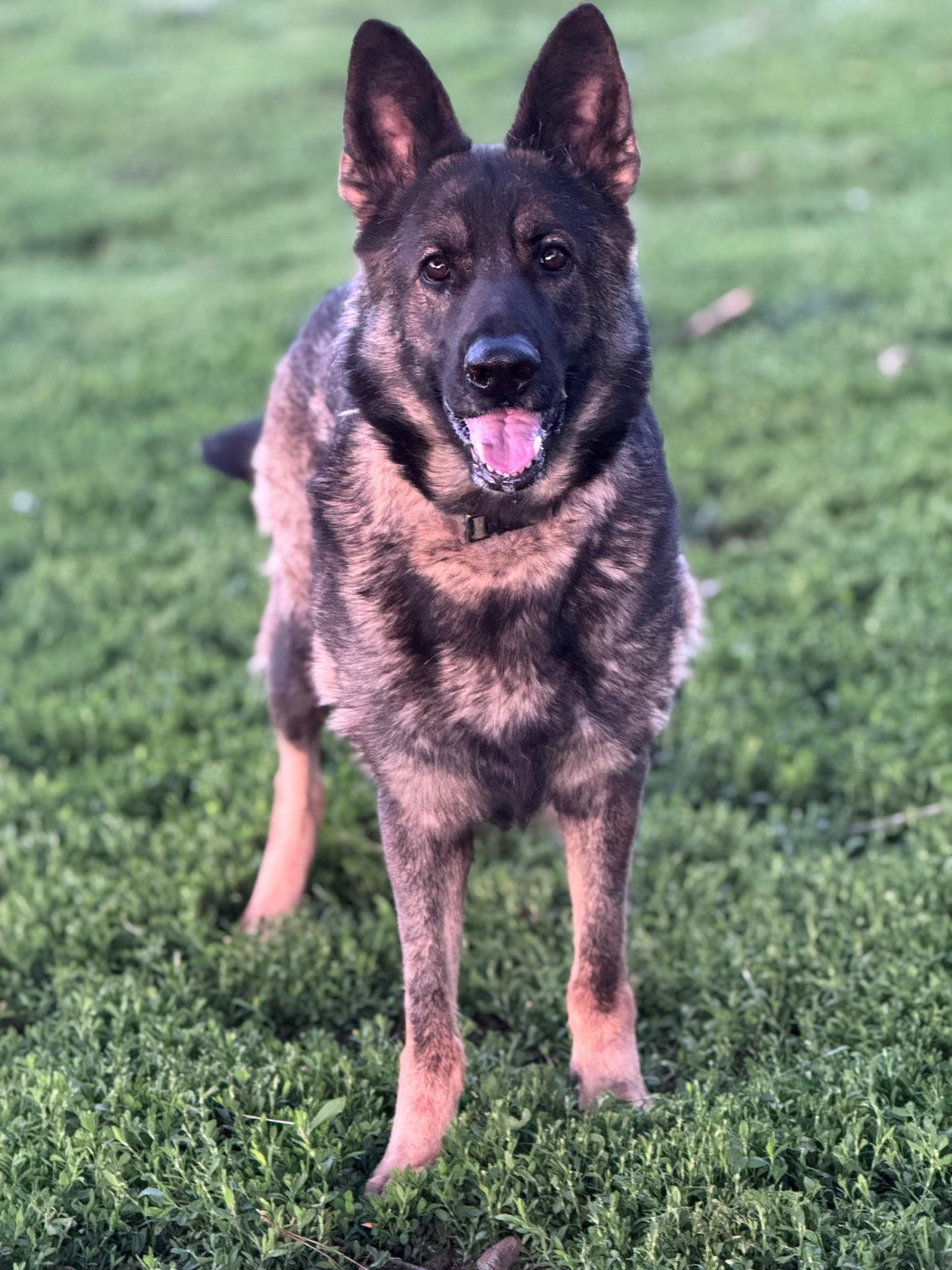 Freya, a Adoptable German Shepherd Dog in Chesterfield, MO image 1/4