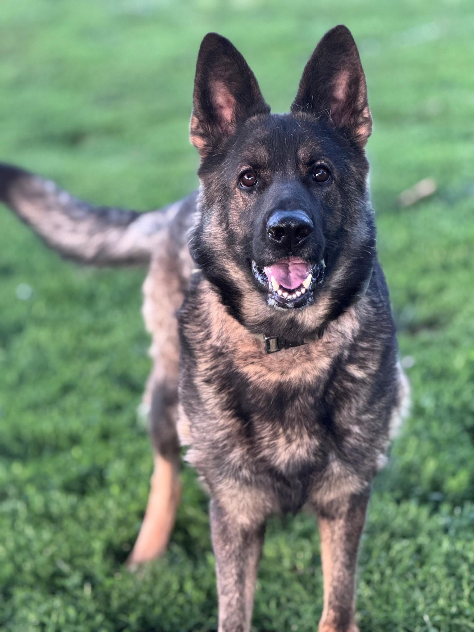 Freya, a Adoptable German Shepherd Dog in Chesterfield, MO image 3/4
