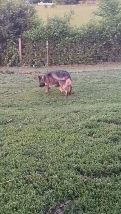 Enlarge Freya, a Adoptable German Shepherd Dog in Chesterfield, MO video 4/4