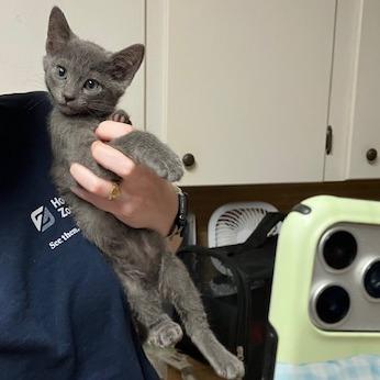 Penelope, Adoptable, Kitten Female Domestic Short Hair & Domestic Short Hair.