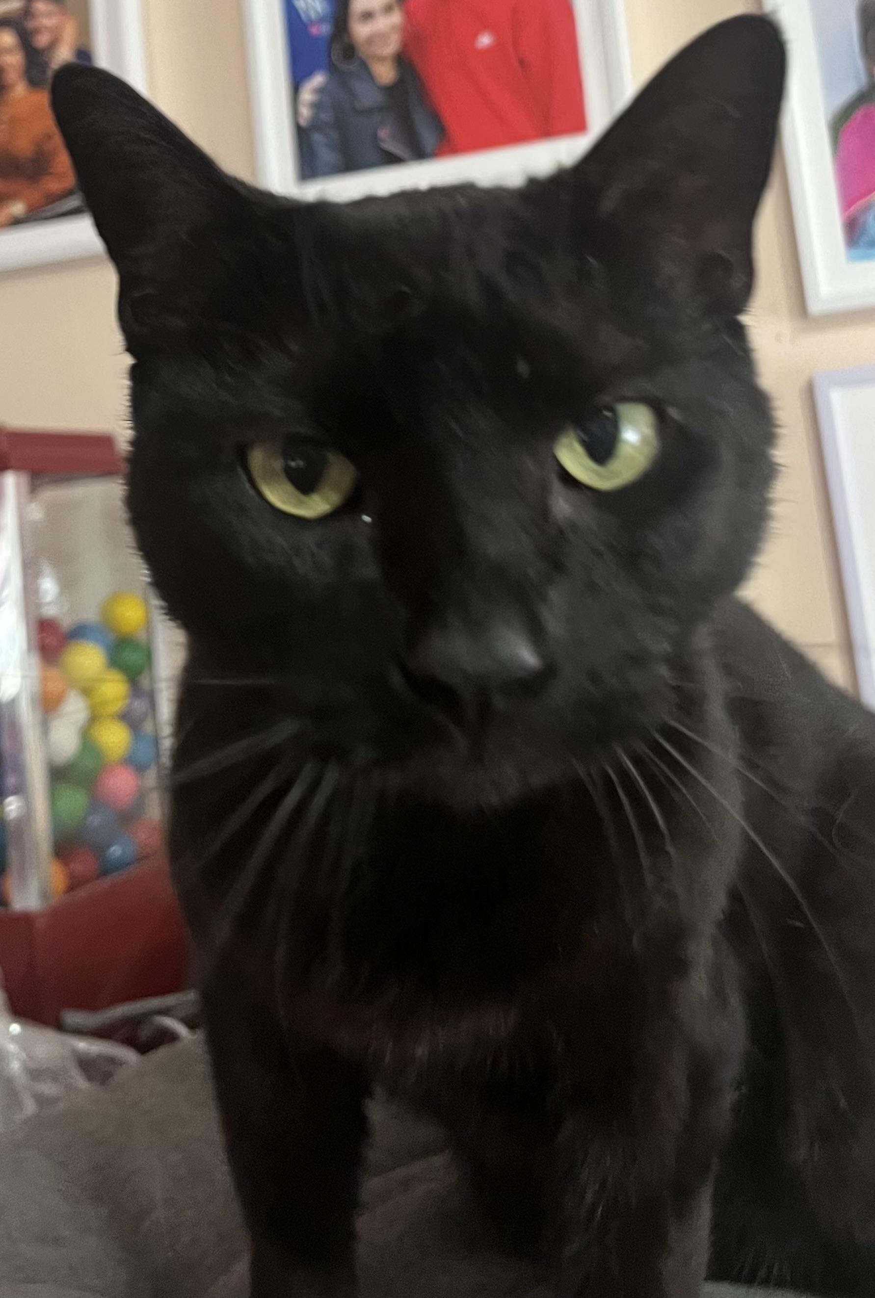 Jasmine ( sweet and friendly), a Adoptable mixed breed in Staten Island, NY image 2/3