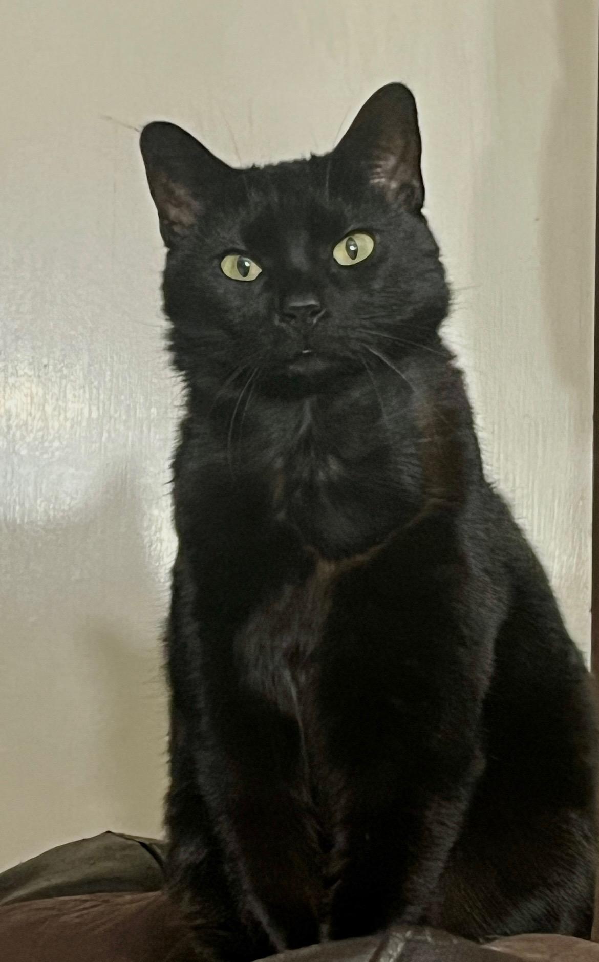 Jasmine ( sweet and friendly)