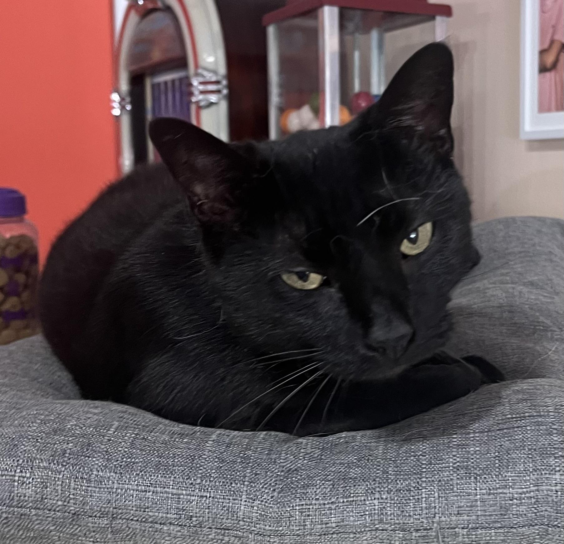 Jasmine ( sweet and friendly)