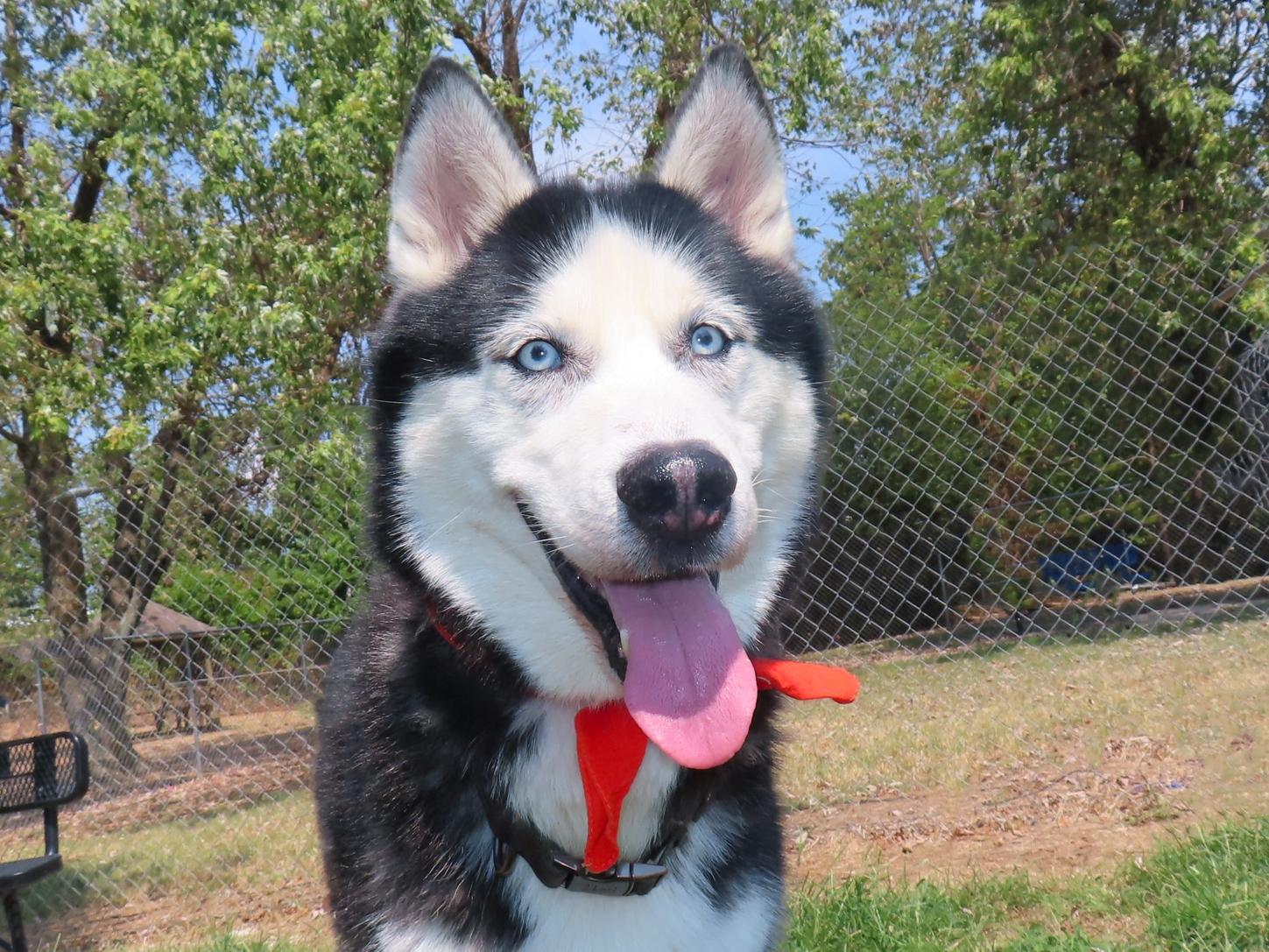 Maverick 26C-229, Adoptable, Adult Male Siberian Husky.