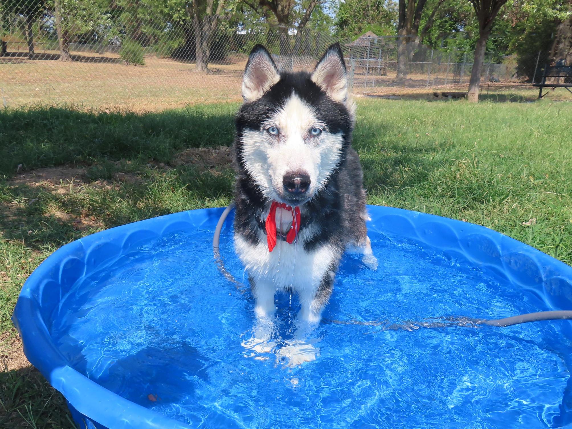 Enlarge Maverick 26C-229, a Adoptable Siberian Husky in Rogers, AR image 4/5