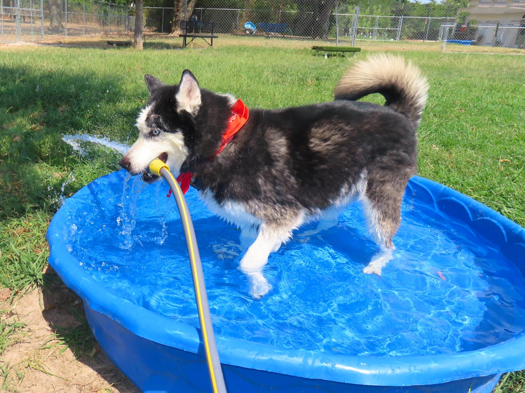 Enlarge Maverick 26C-229, a Adoptable Siberian Husky in Rogers, AR image 3/5