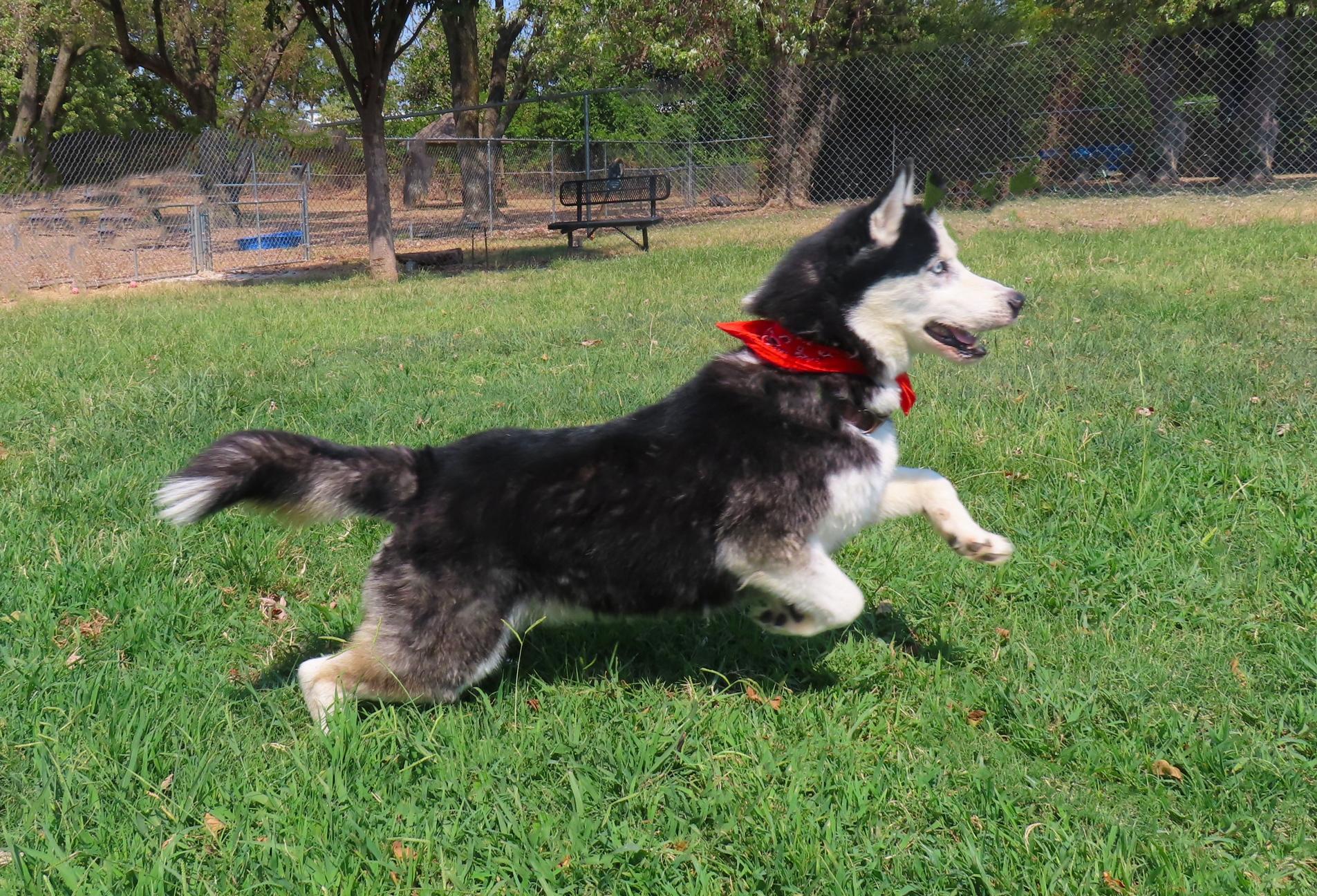 Enlarge Maverick 26C-229, a Adoptable Siberian Husky in Rogers, AR image 2/5