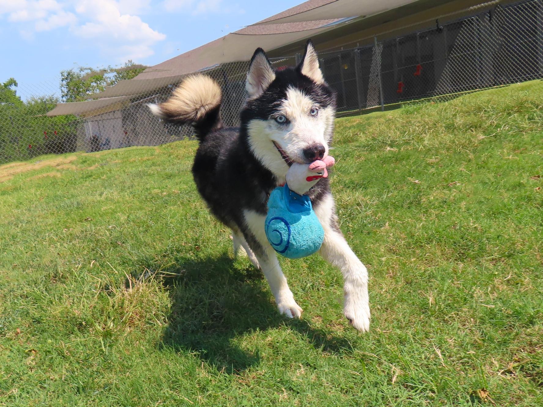 Enlarge Maverick 26C-229, a Adoptable Siberian Husky in Rogers, AR image 5/5