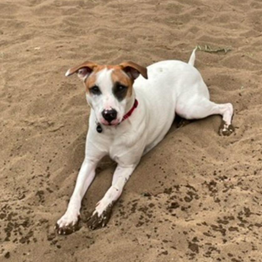 Ralphie, Adoptable, Adult Male Jack Russell Terrier.