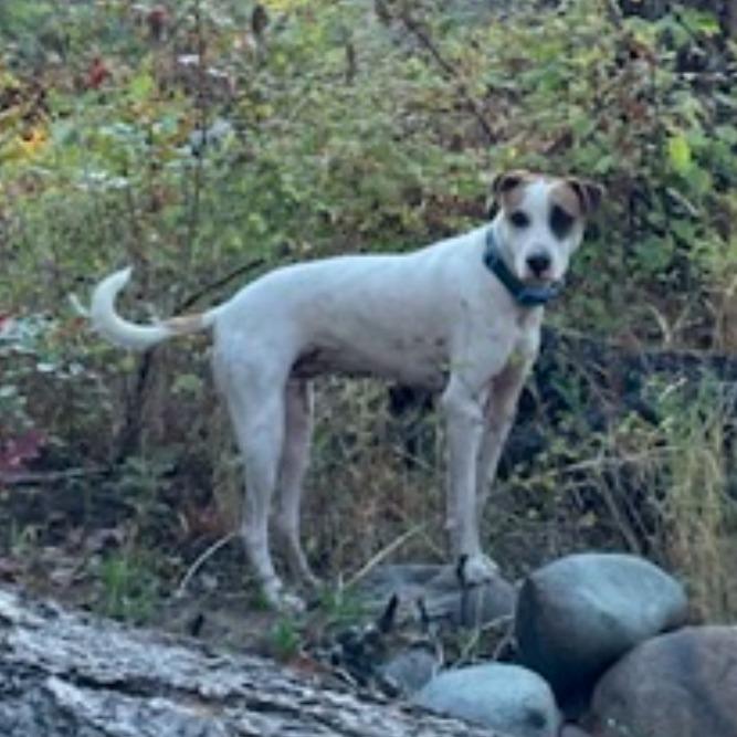 Ralphie, a Adoptable mixed breed in Newberg, OR image 2/6
