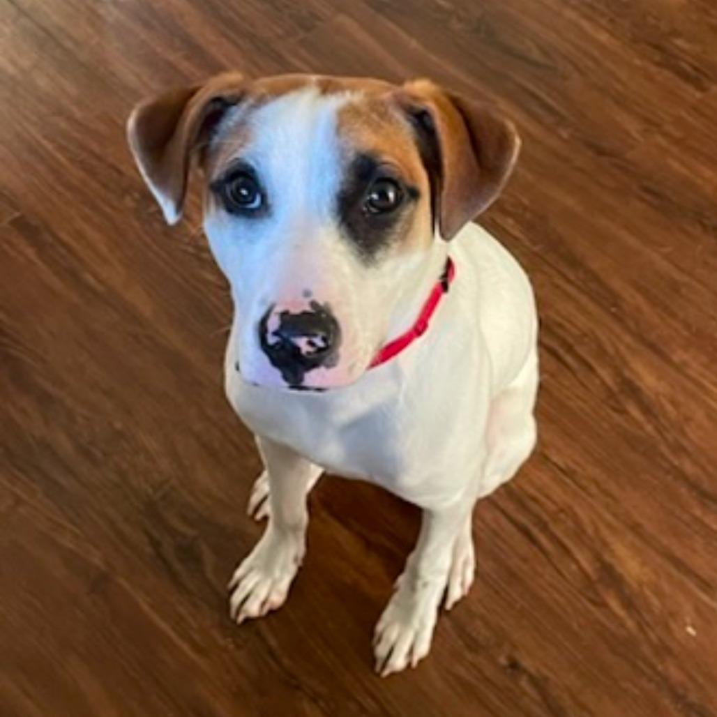 Ralphie, a Adoptable mixed breed in Newberg, OR image 4/6