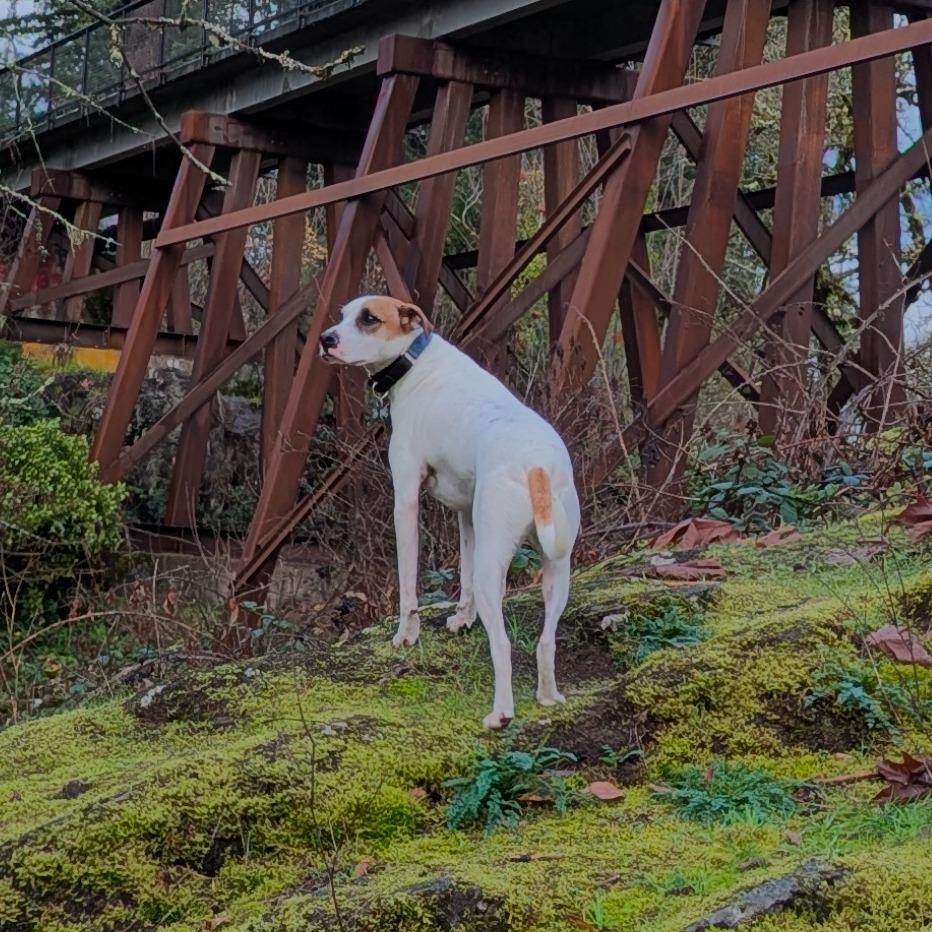 Ralphie, a Adoptable mixed breed in Newberg, OR image 5/6