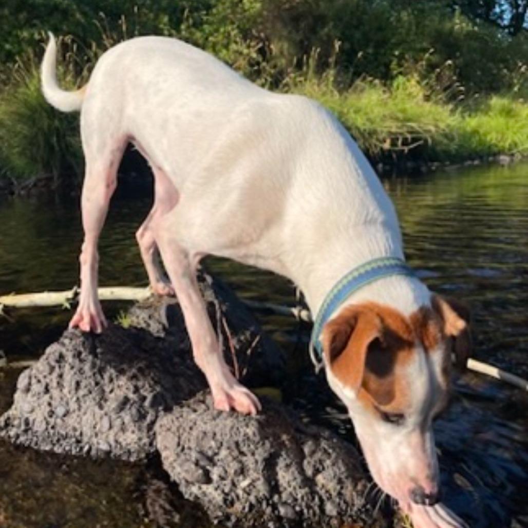 Ralphie, a Adoptable mixed breed in Newberg, OR image 6/6